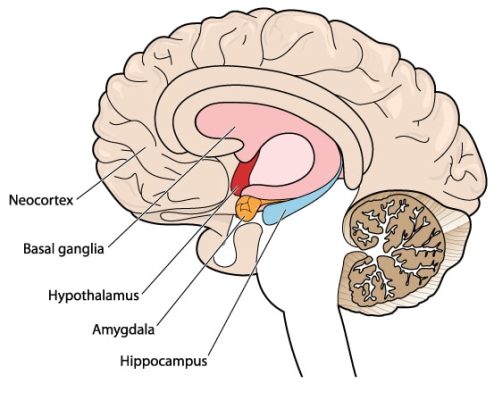 The,Brain,In,Cross,Section,Showing,The,Basal,Ganglia,,Hypothalamus,