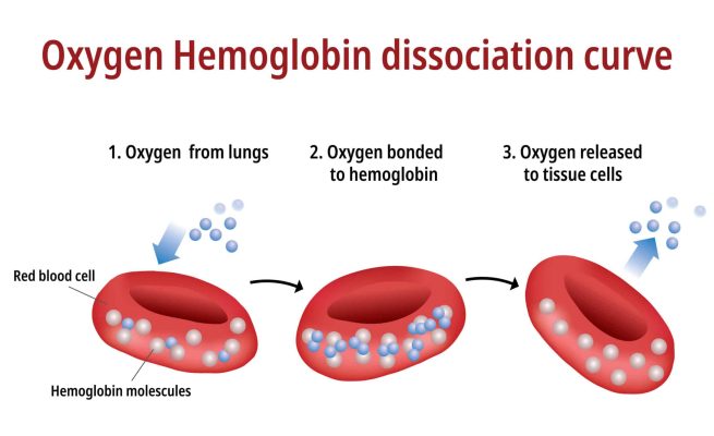Oxygen,Hemoglobin,Dissociation,Curve